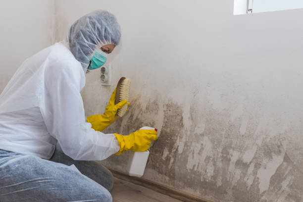 Trusted Astoria, OR Mold Remediation Experts