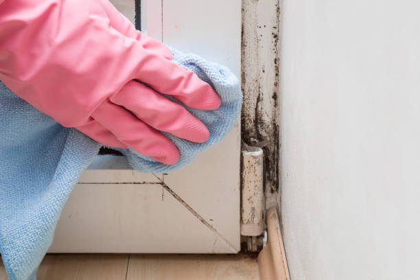 Best Mold Remediation for Specific Building Types in Astia, OR